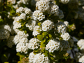 Spiraea betulifolia Tor Gold IMG_4496 Tawuła brzozolistna